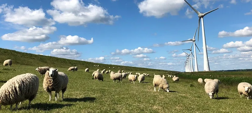 schapenwindmolens d7eb607d1df4d69223815f7f478cfb0f