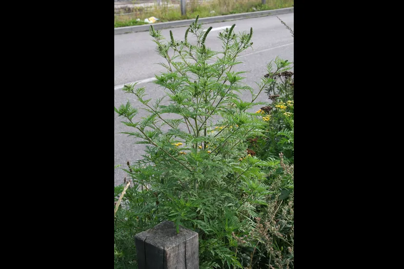 schermafbeelding 2019 08 09 om 101615