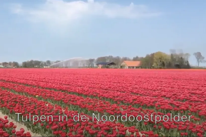 schermafbeelding 2020 04 17 om 131858 e1587122536380