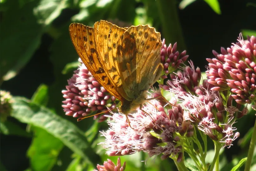 schermafbeelding 2020 08 07 om 104453