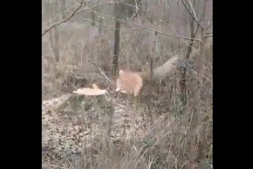 schermafbeelding 2021 01 19 om 132159