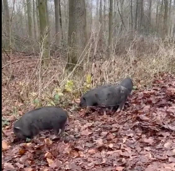 schermafbeelding 2022 01 01 om 193301