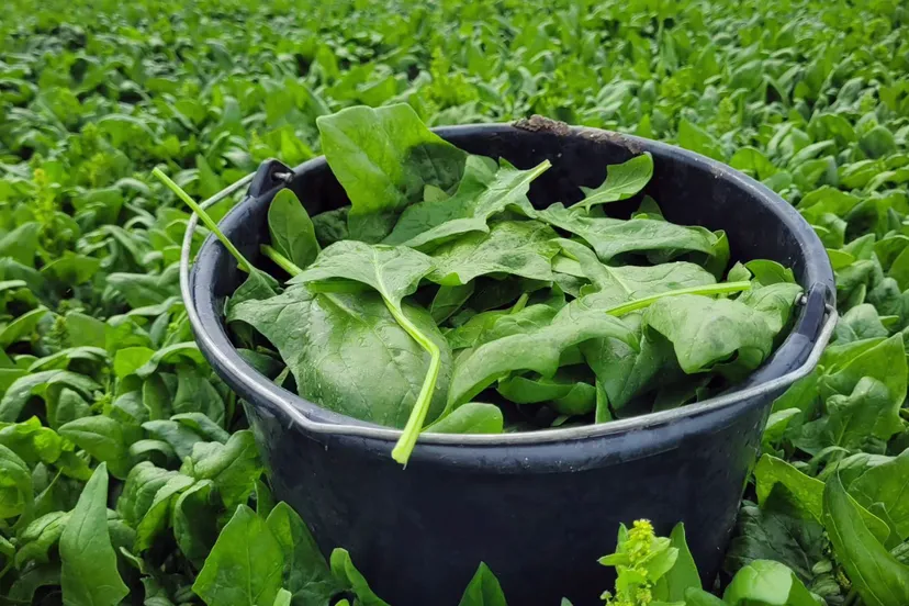 schermafbeelding 2023 07 05 om 155331