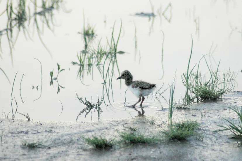 scholeksterkuiken in plasdras