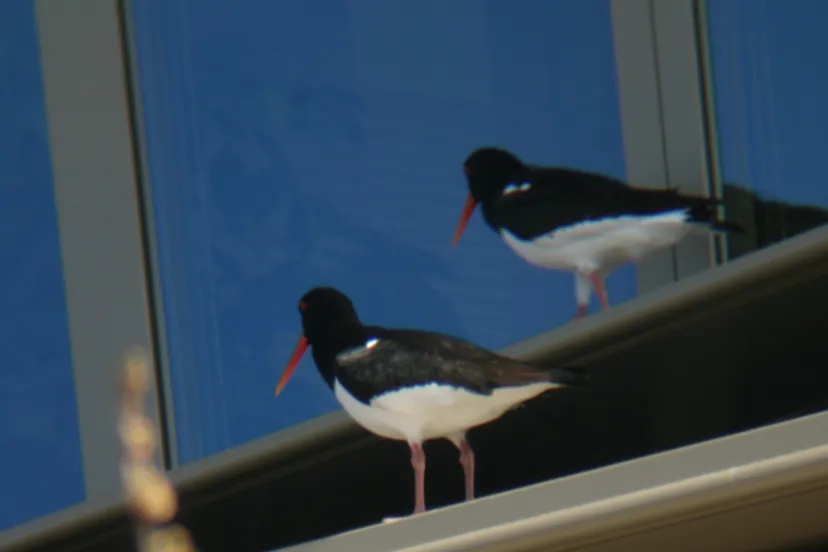 scholeksterpaar op dak