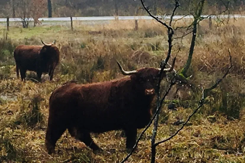 schotse hooglander img 1577