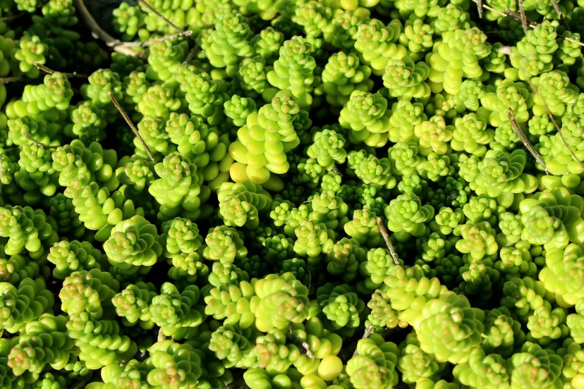 sedum 4495183 1920