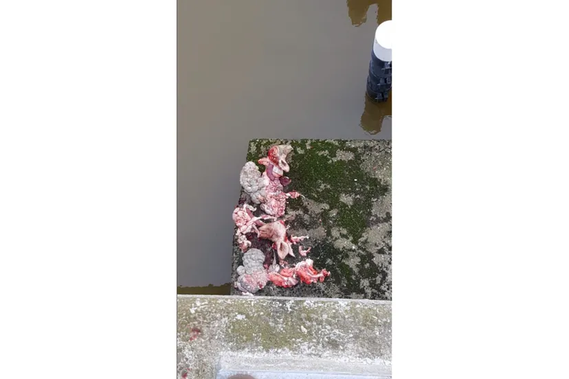 slachtafval ruttensebrug at wijkag weessies