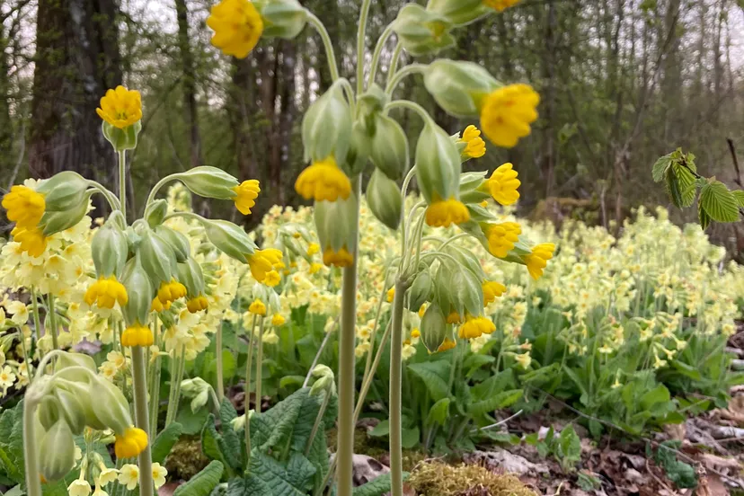 sleutelbloem img 5068