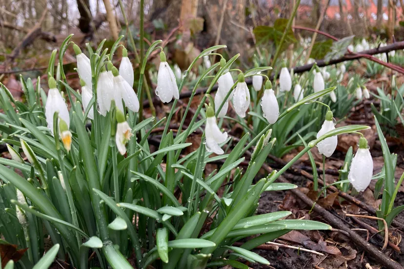 sneeuwklokjes img 8332