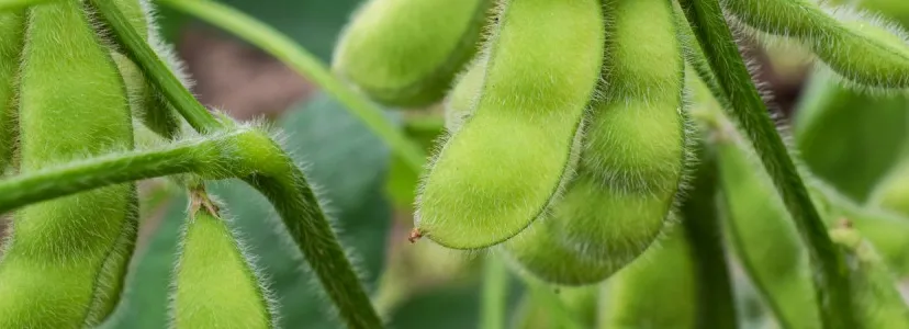 soja 7f937fab00e36b9af504271ef51d25e6 edamame 90106393 3 1000 300 c 90