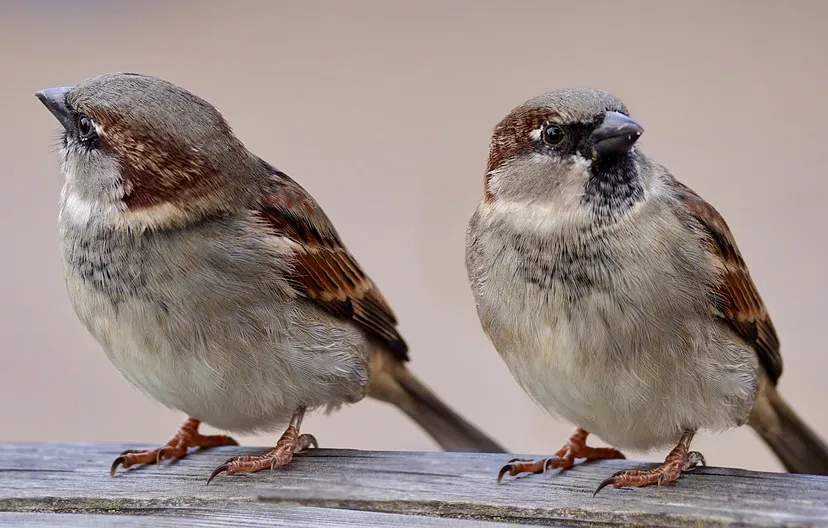 sparrows 2763553 960 720