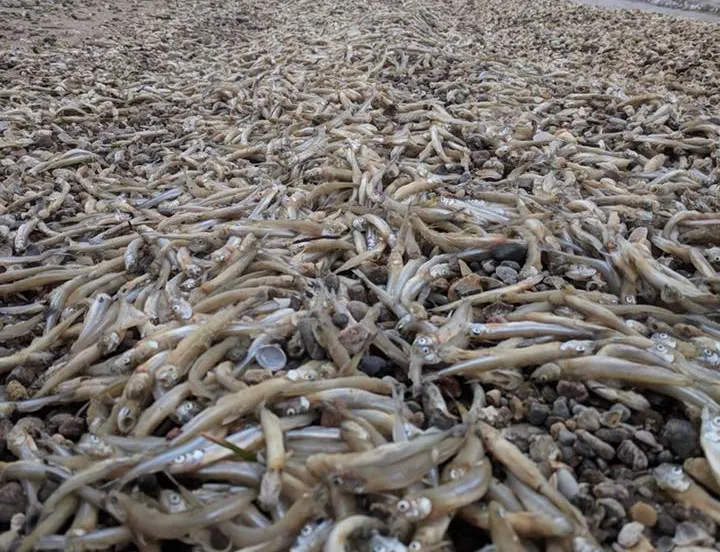 spieiring op strand urk foto facebook bart last
