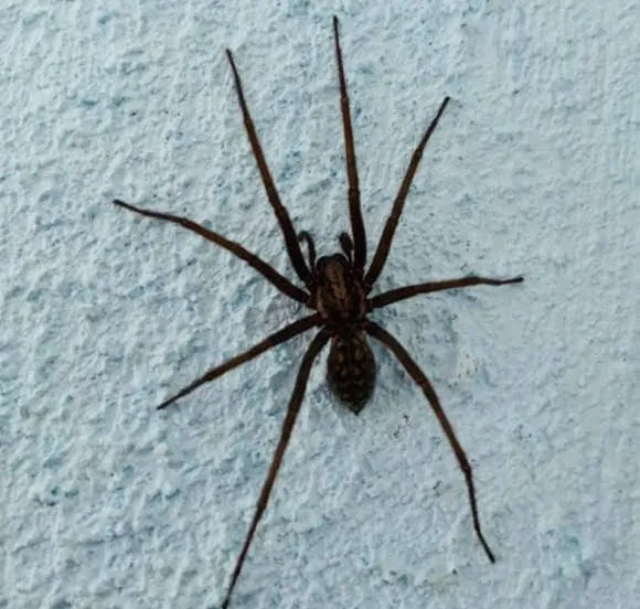 spin 48ea60f8 c41b 4423 86ca dce8d5d2b2e8