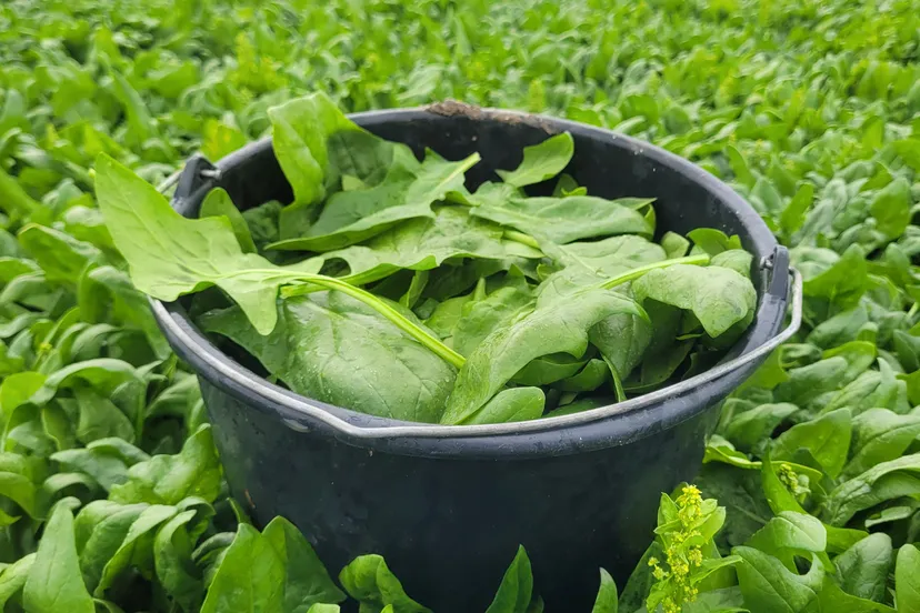 spinazie 20230705 145959