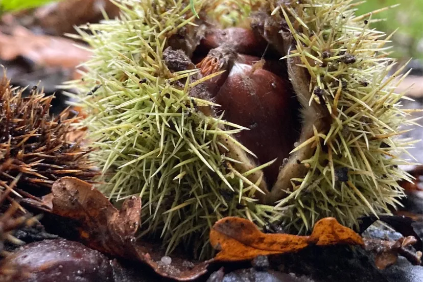 tamme kastanje img 3364