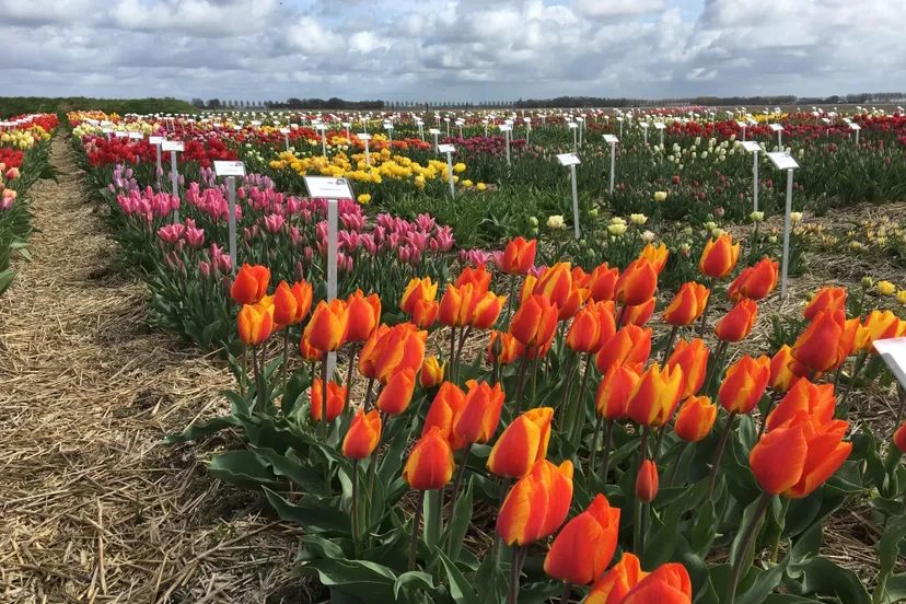 tf 2017 showtuin 10 300dpi