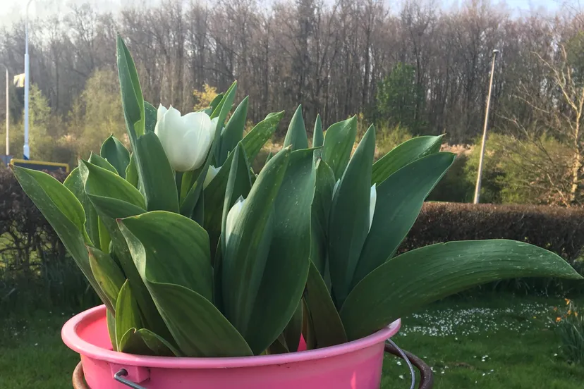 tulp rotonde img 0197 e1586364354826