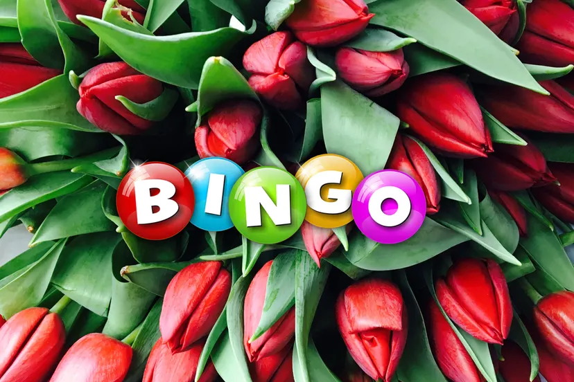 tulpendate bingo mg 1351 kopie