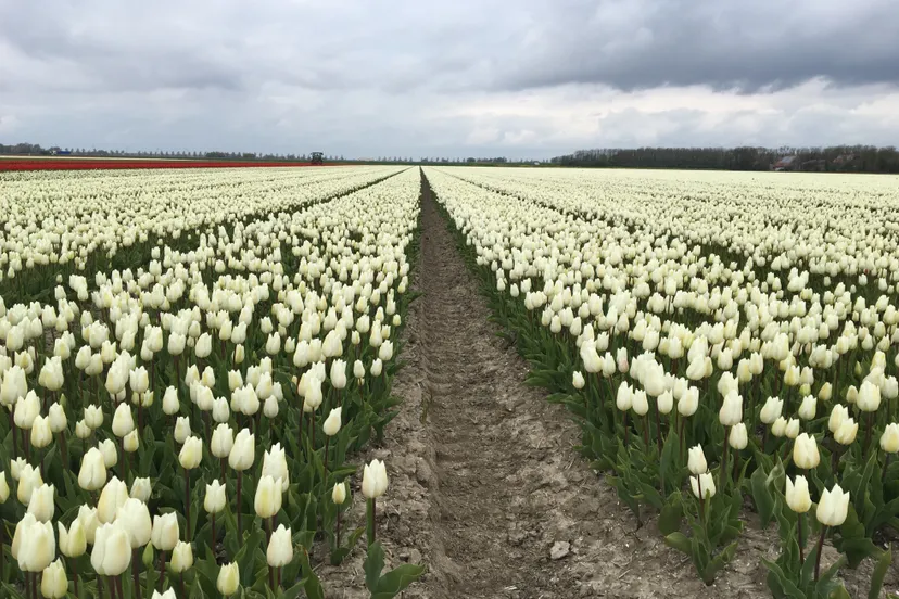 tulpenterras wit tulpenveld 24042017 fullsizerender