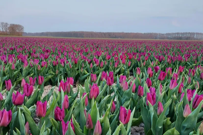 tulpenveld bij nagele 19 04 2021 437f1d18 b98b 4361 bc93 387eff4fb48a