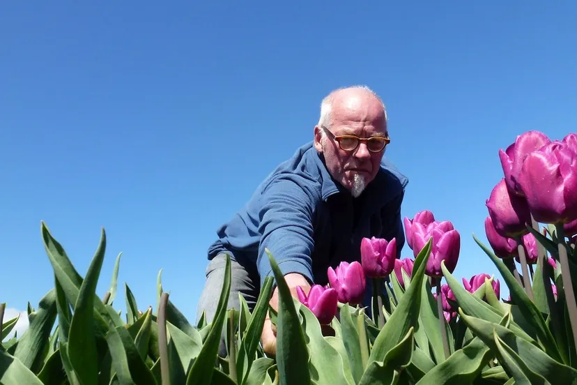 tulpenveld espel willem hoogeveen