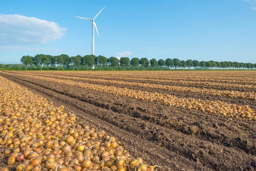 uien drogen provincie flevoland