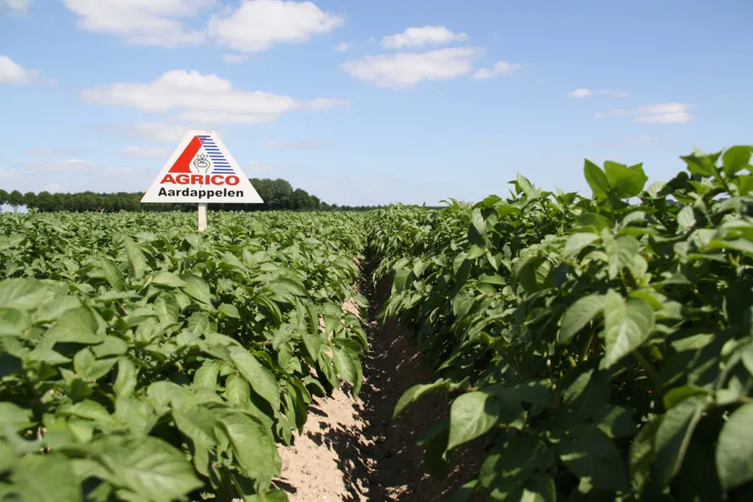 veld aardappelen agrico