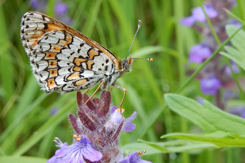 veldparelmoervlinder kars veling