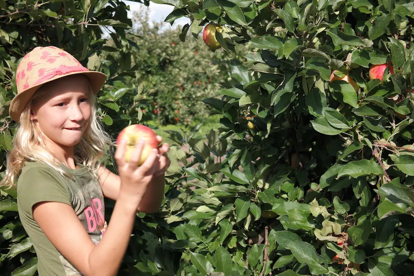 vink fruitboerderij 2018 sam 6773 klein