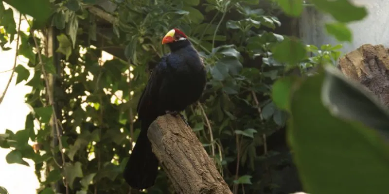 violette schildtoerako junglepark de orchideeenhoeve