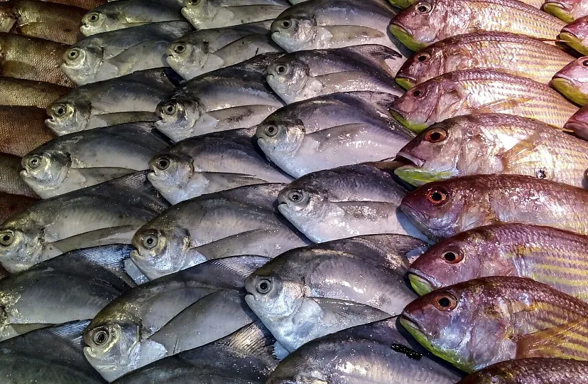 vis cco by maxpixelnet