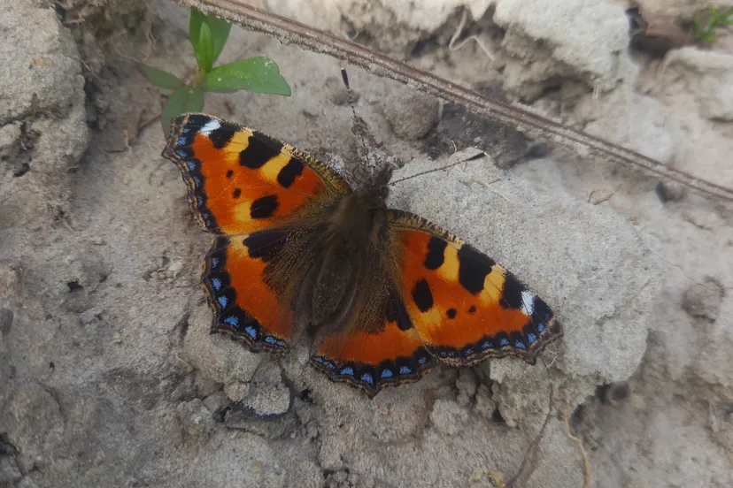 vlinder 20220718 0912520