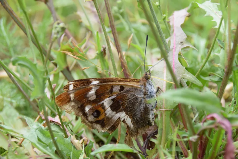 vlinder kuinderbos anita boes