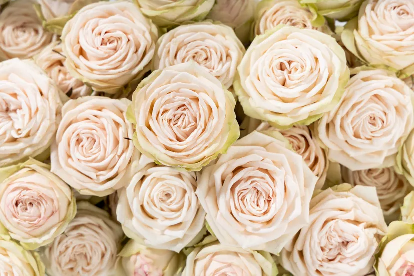 voorn spray roses foto 1