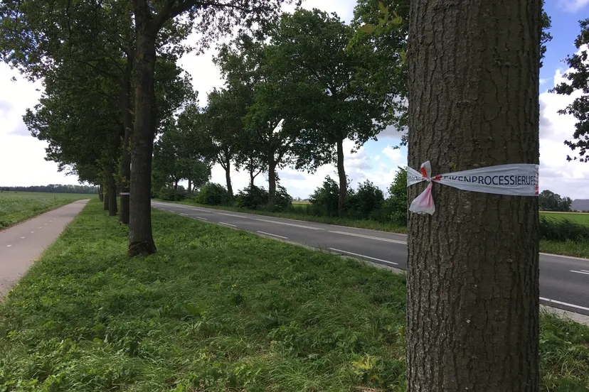 waarschuwing eikenprocessierups lemsterweg2