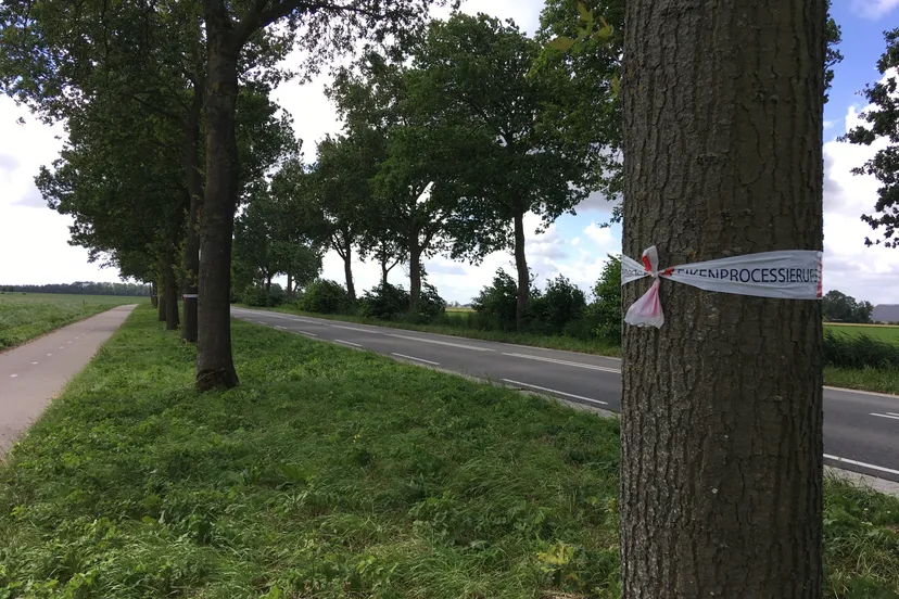 waarschuwing eikenprocessierups lemsterweg2