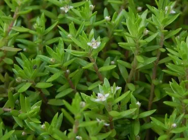 water crassula 15b76e6a 92ee 4b95 a835 c39f4bd6d45c
