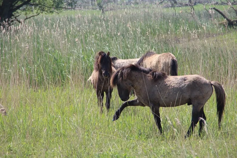 wild horses nature horses wild oostvaardersplassen 4097388