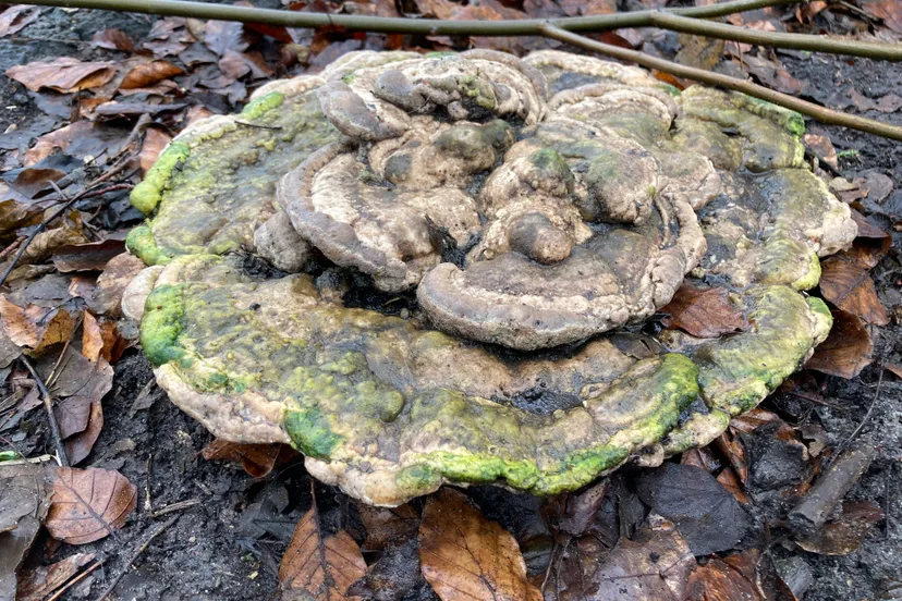 witte bultzwam img 8333