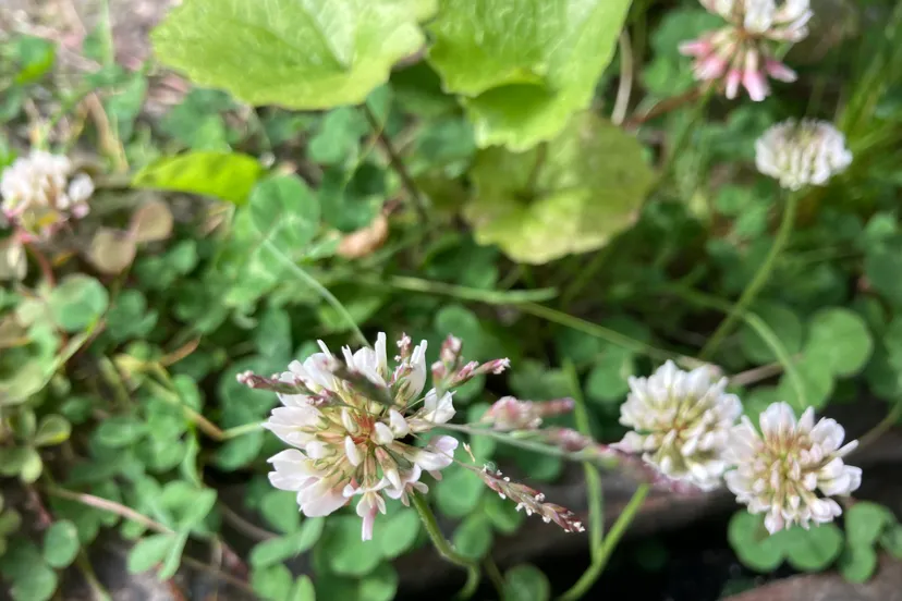 witte klaver img 5799