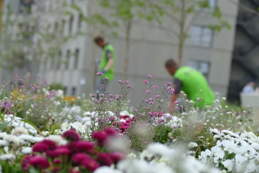 wow zone in floriade wordt herbeplant met eenjarige zomerbloemen 1