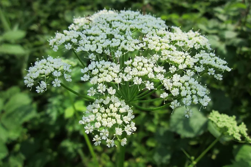 zevenblad pixabaycom