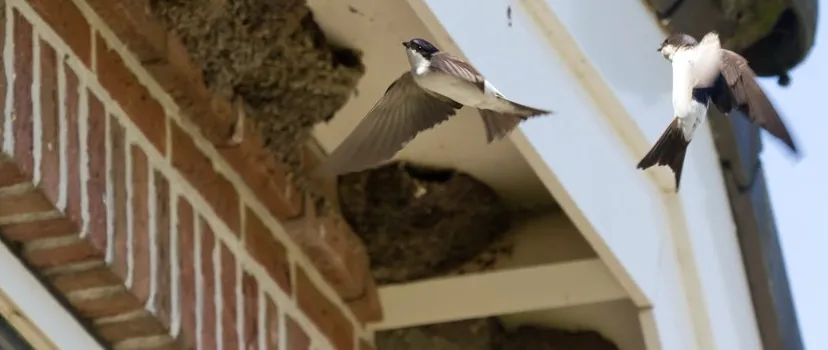 zwaluw 4e8cd2ea f737 4166 8fb9 f11f2e9de236