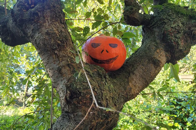 foto pompoenen speurtocht