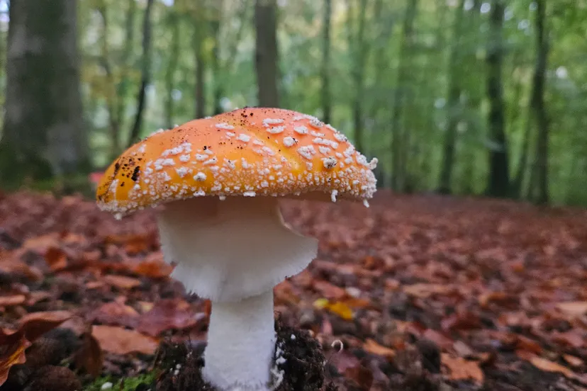 pb24 40009 verslag natuurwerkdag noordoostpolder marleen hemminga