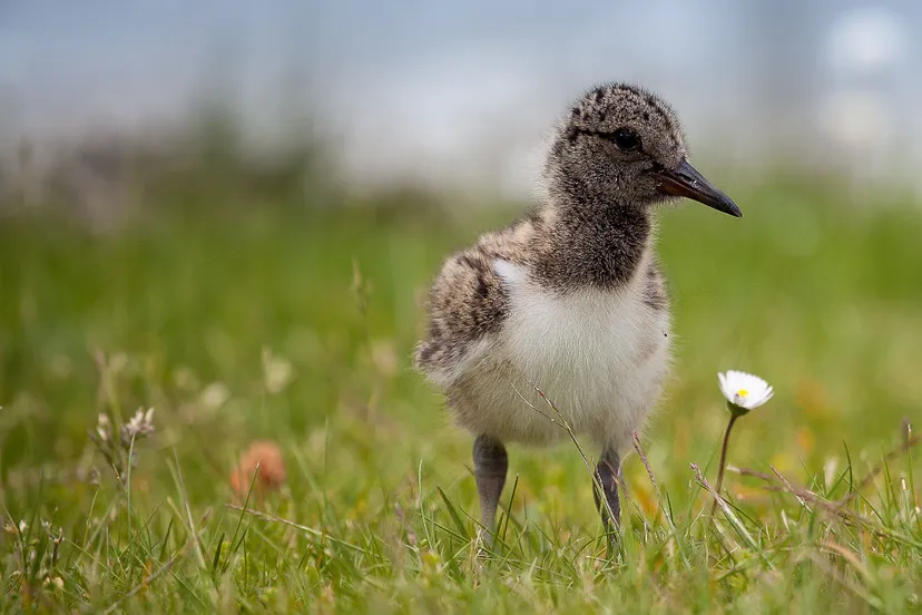 20250212 cursusweidevogels