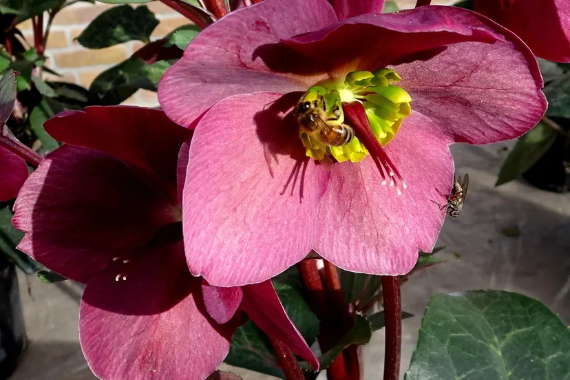 dsc00593 heleborus annas red met bijen