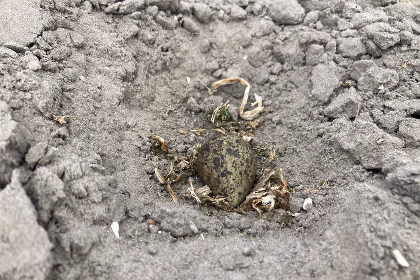 eerste kievitsei 2025