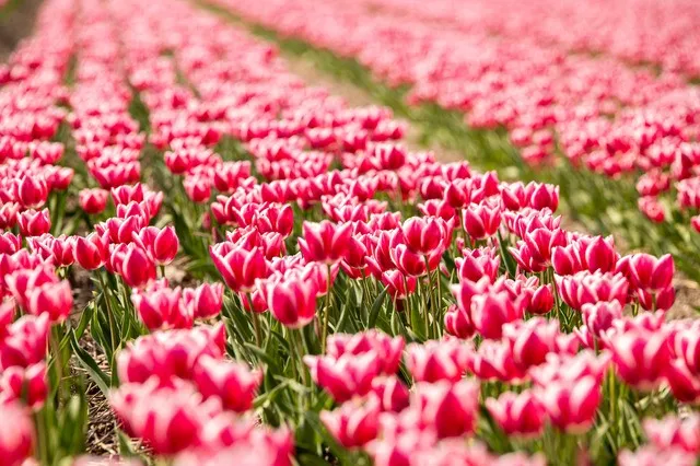 2023 tulpenfestival step web sjors evers 237